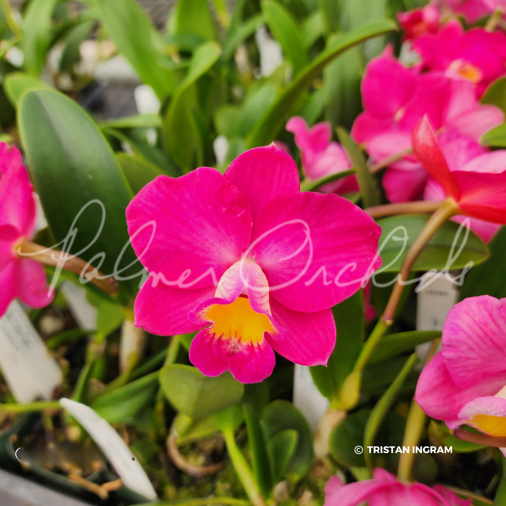 Ctt. Chief Berry — Palmer Orchids